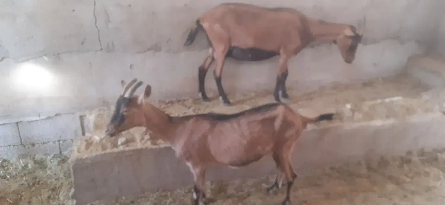 آلپاین|حیوانات مزرعه|کشکوئیه, |دیوار