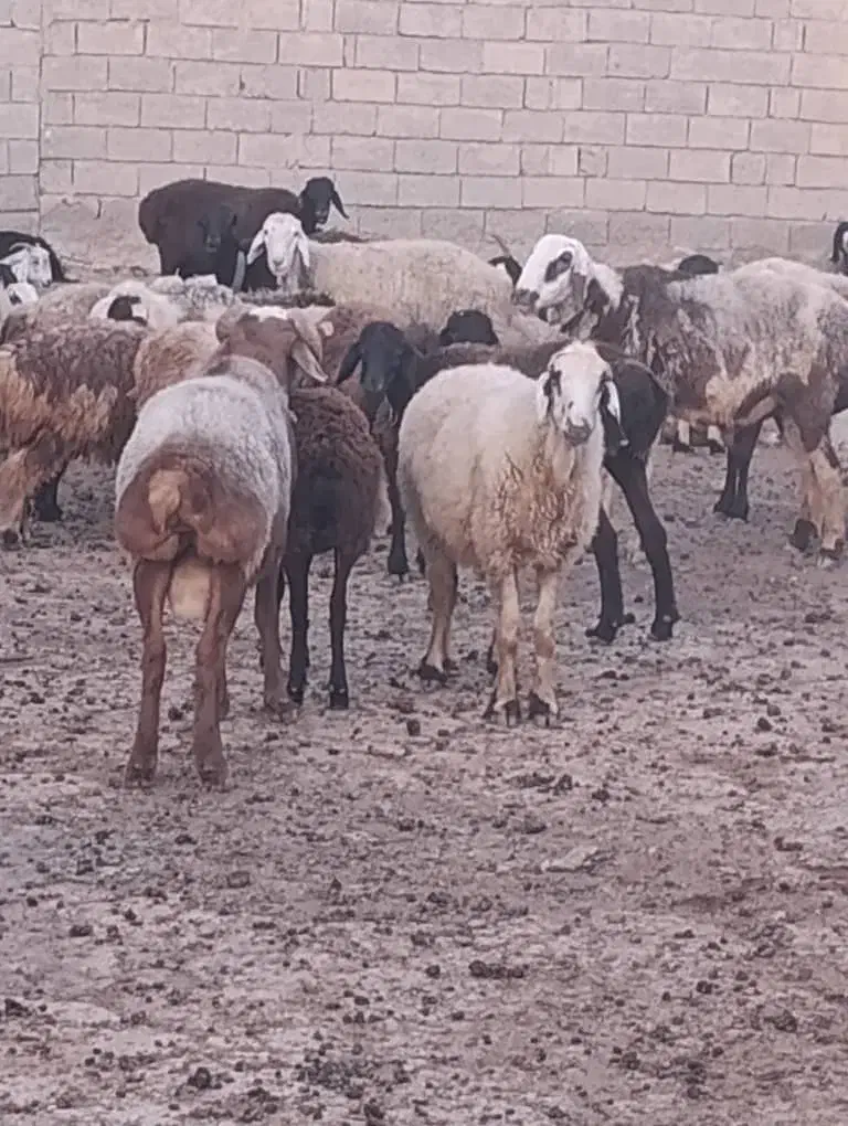 گوسفند داشتی|حیوانات مزرعه|فراشبند, |دیوار