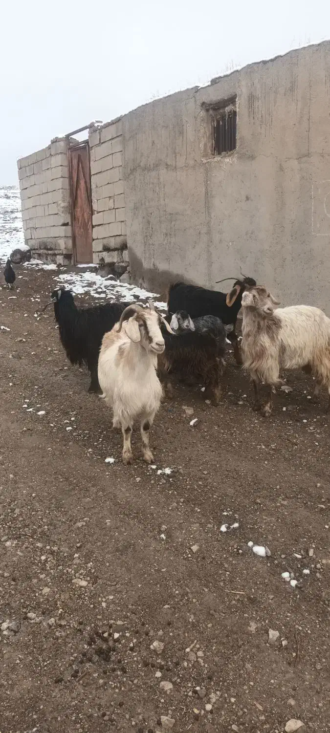 بز ننه بالاجوان|حیوانات مزرعه|اردبیل, |دیوار