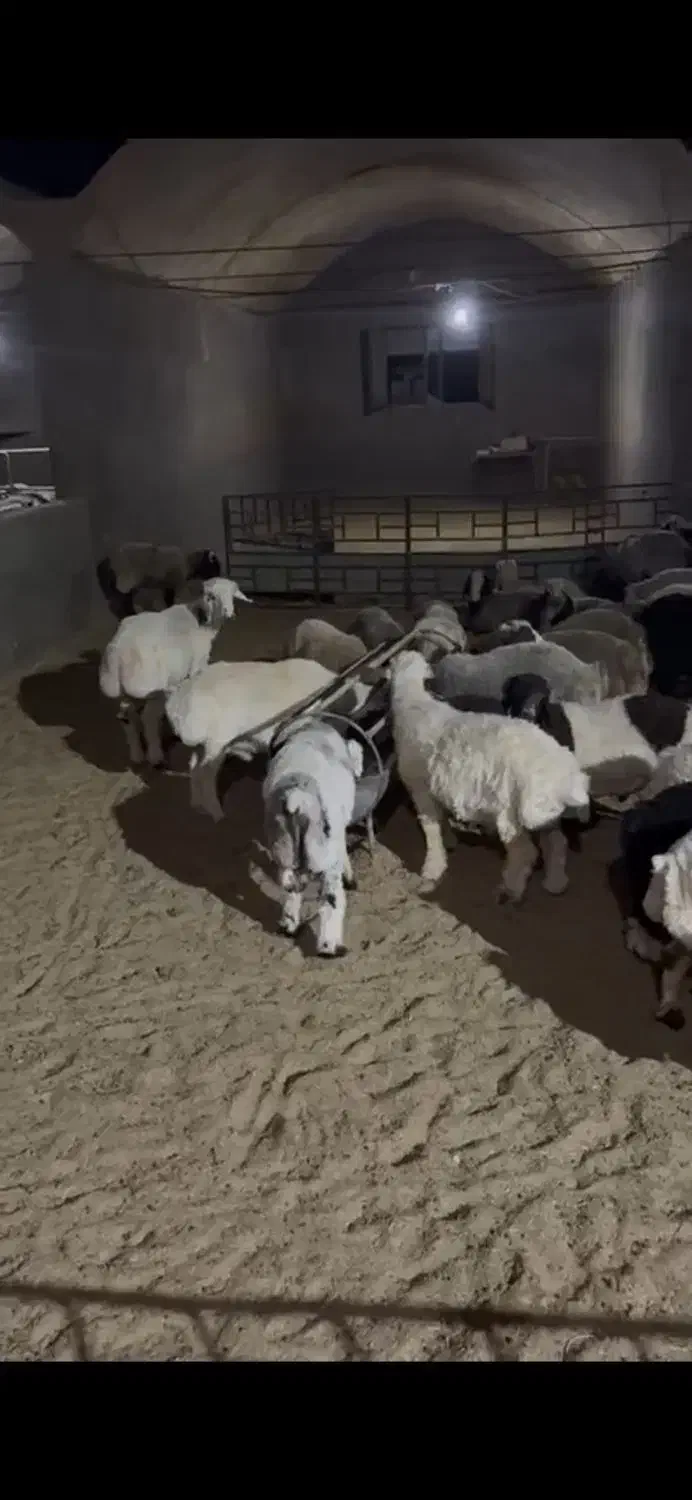 بره نر و ماده درجه یک|حیوانات مزرعه|زارچ, |دیوار