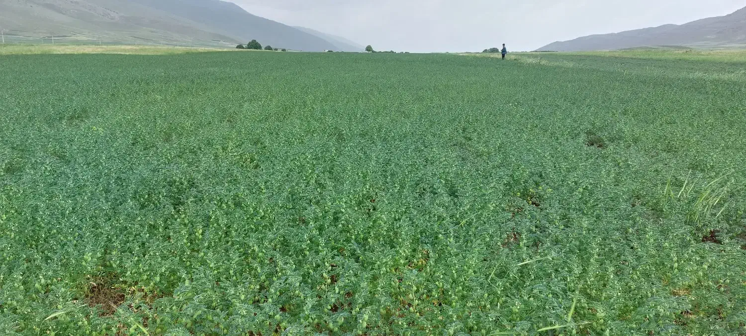 نخود مادری منصور|عمده‌فروشی|صحنه, |دیوار