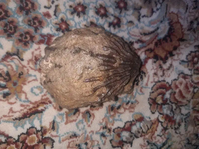 فصیل صدف|کلکسیون اشیاء عتیقه|همدان, |دیوار