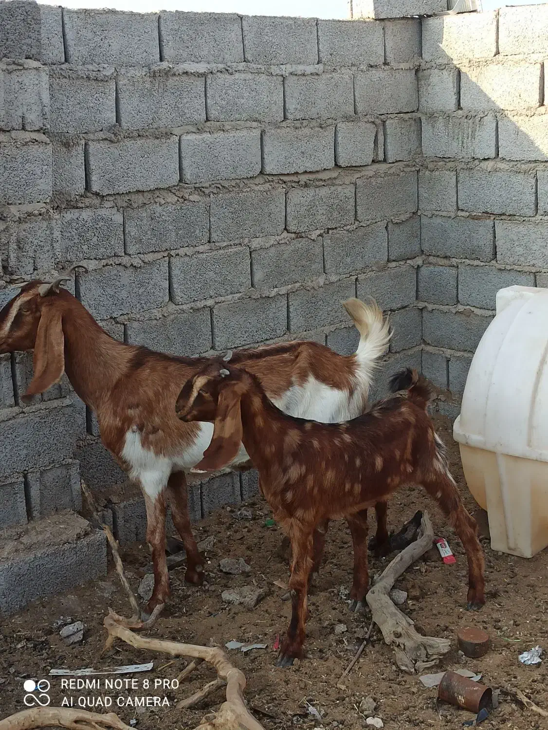 بز مطفل|حیوانات مزرعه|خرمشهر, |دیوار