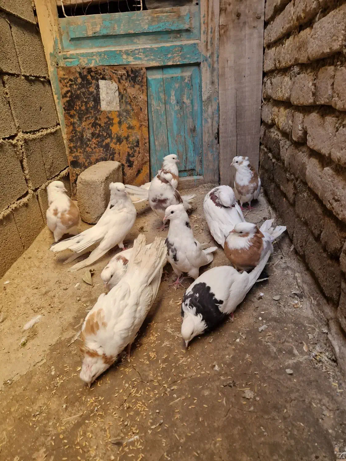 کبوترنقابی|پرنده|روانسر, |دیوار