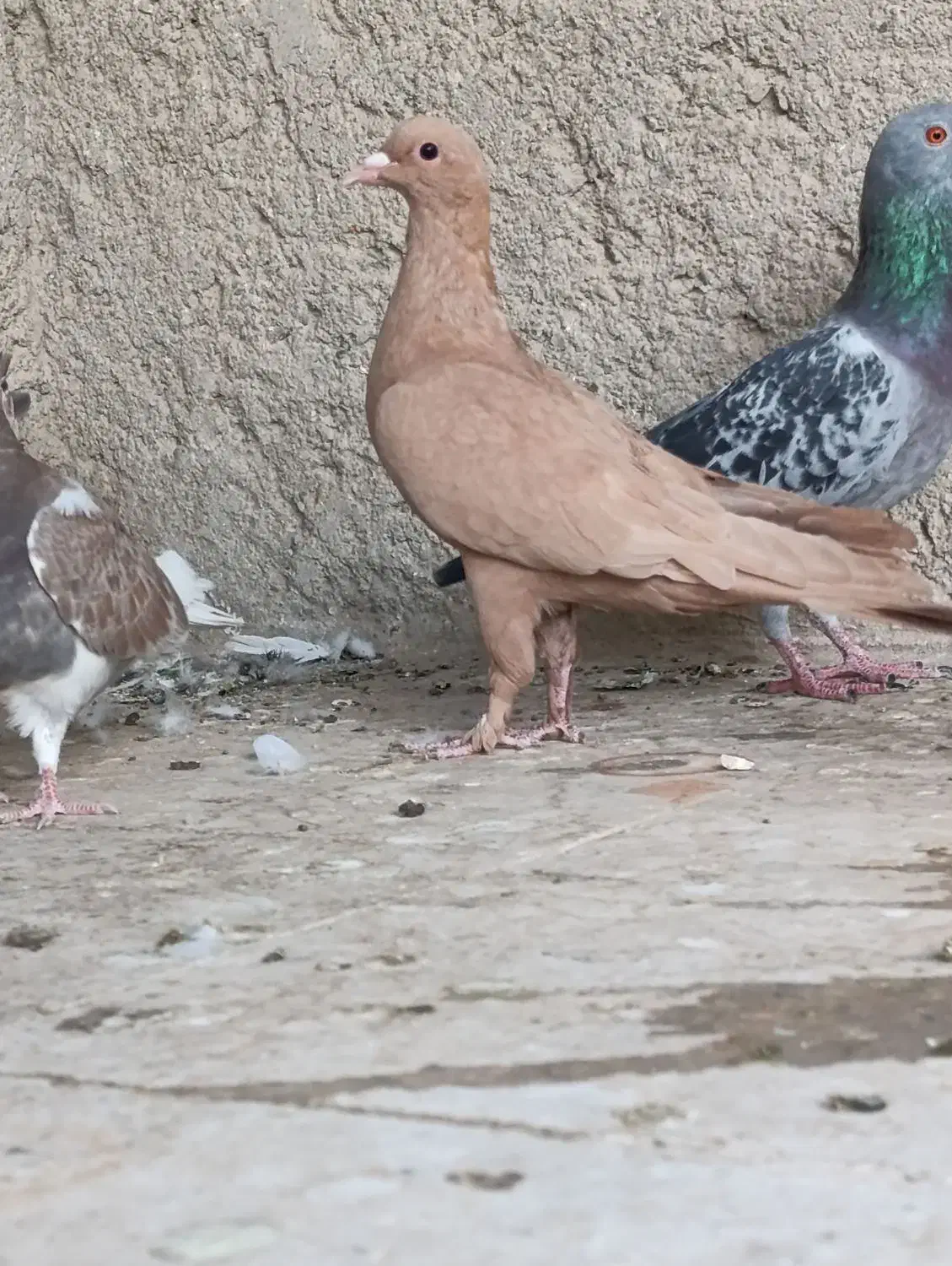 کفتر جوانه عتیقه|پرنده|زابل, |دیوار