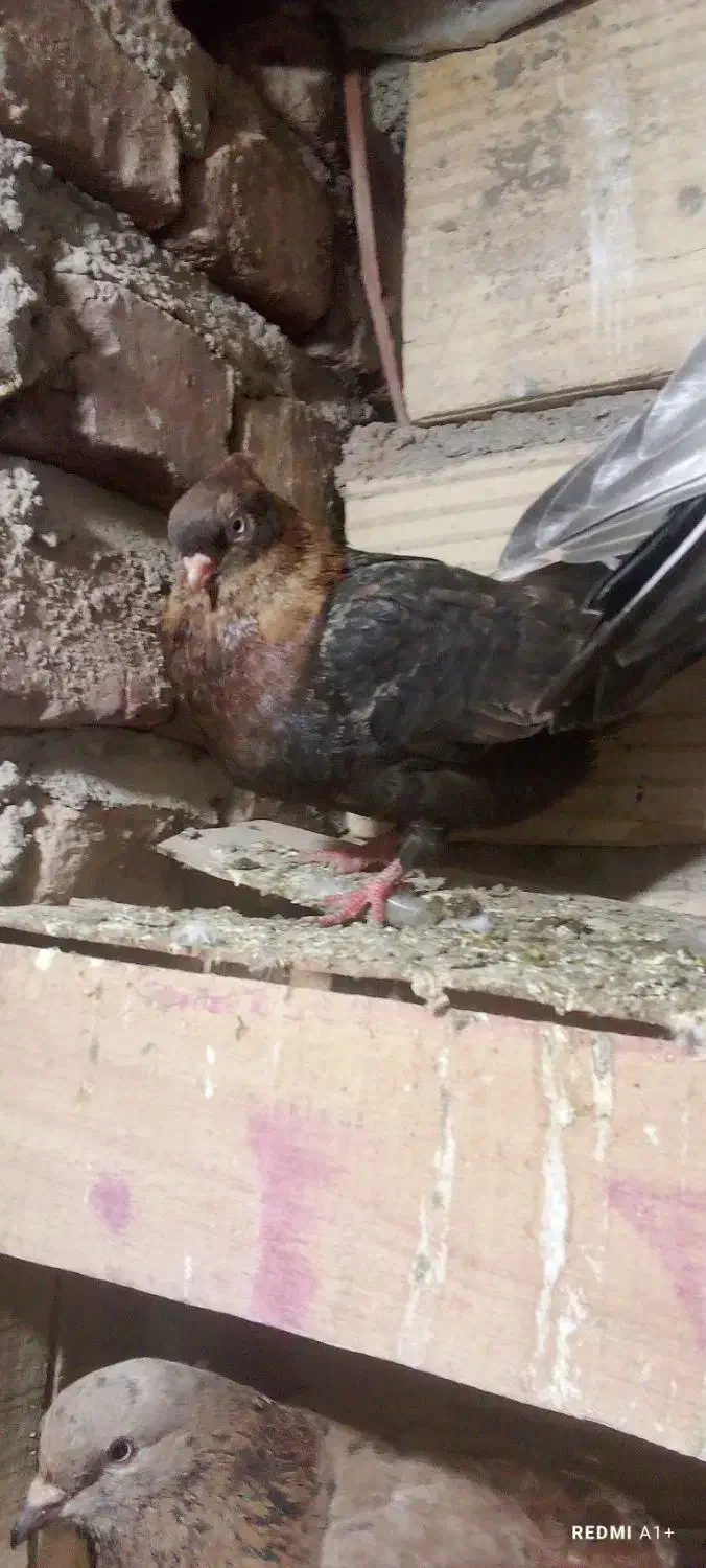 کبوتر|پرنده|بم, |دیوار