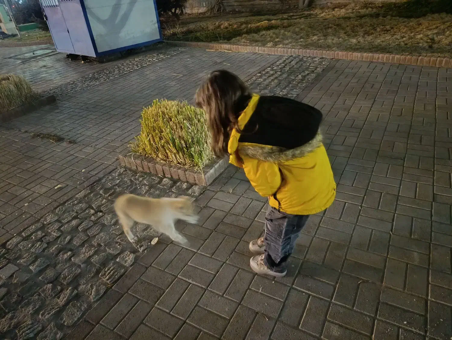 سگ پیدا شده|حیوانات|مشهد, جانباز|دیوار