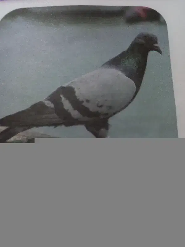 کبوتر پیدا شده|حیوانات|مشهد, سمزقند|دیوار