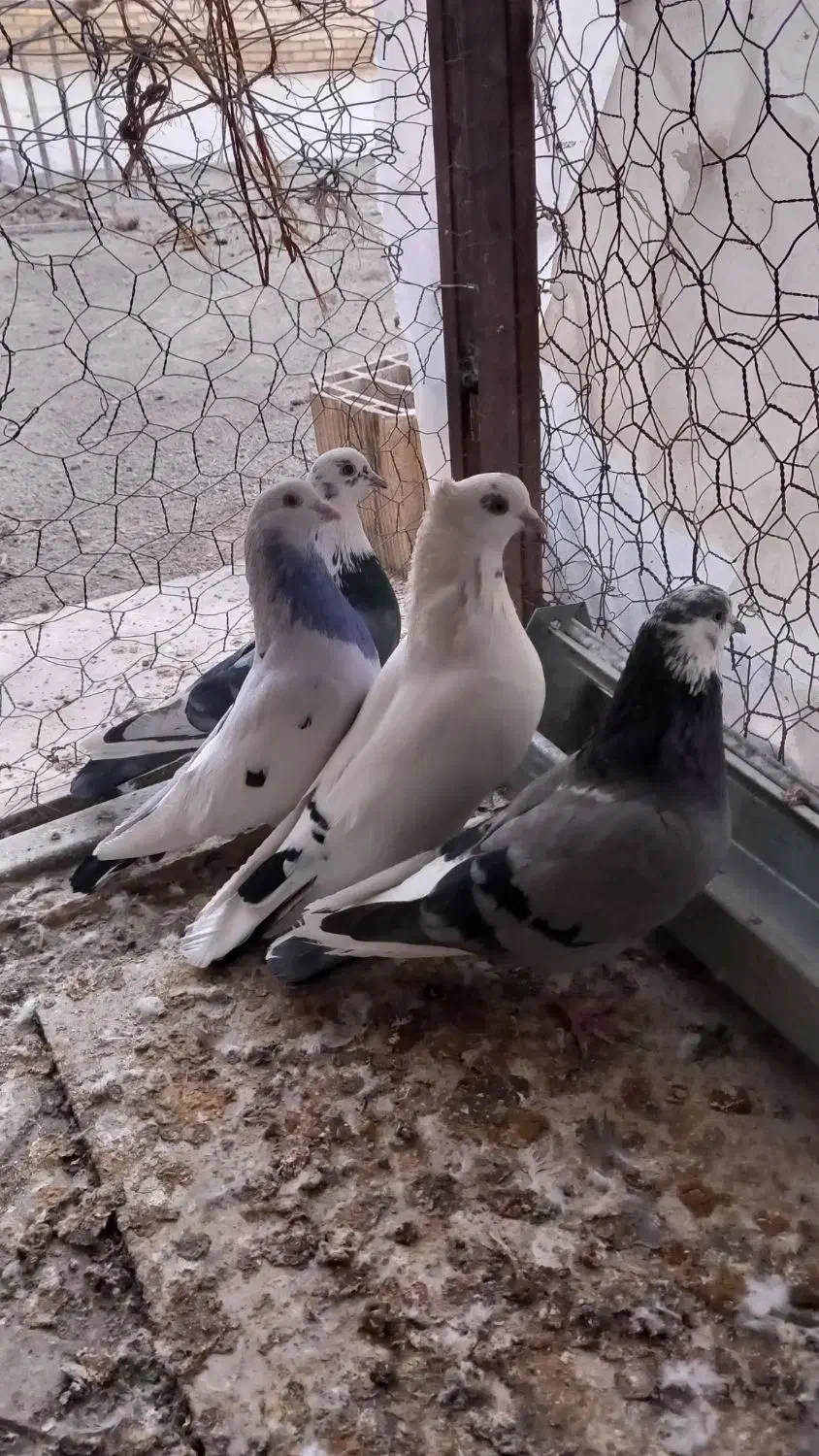 کفتر|پرنده|گلپایگان, |دیوار