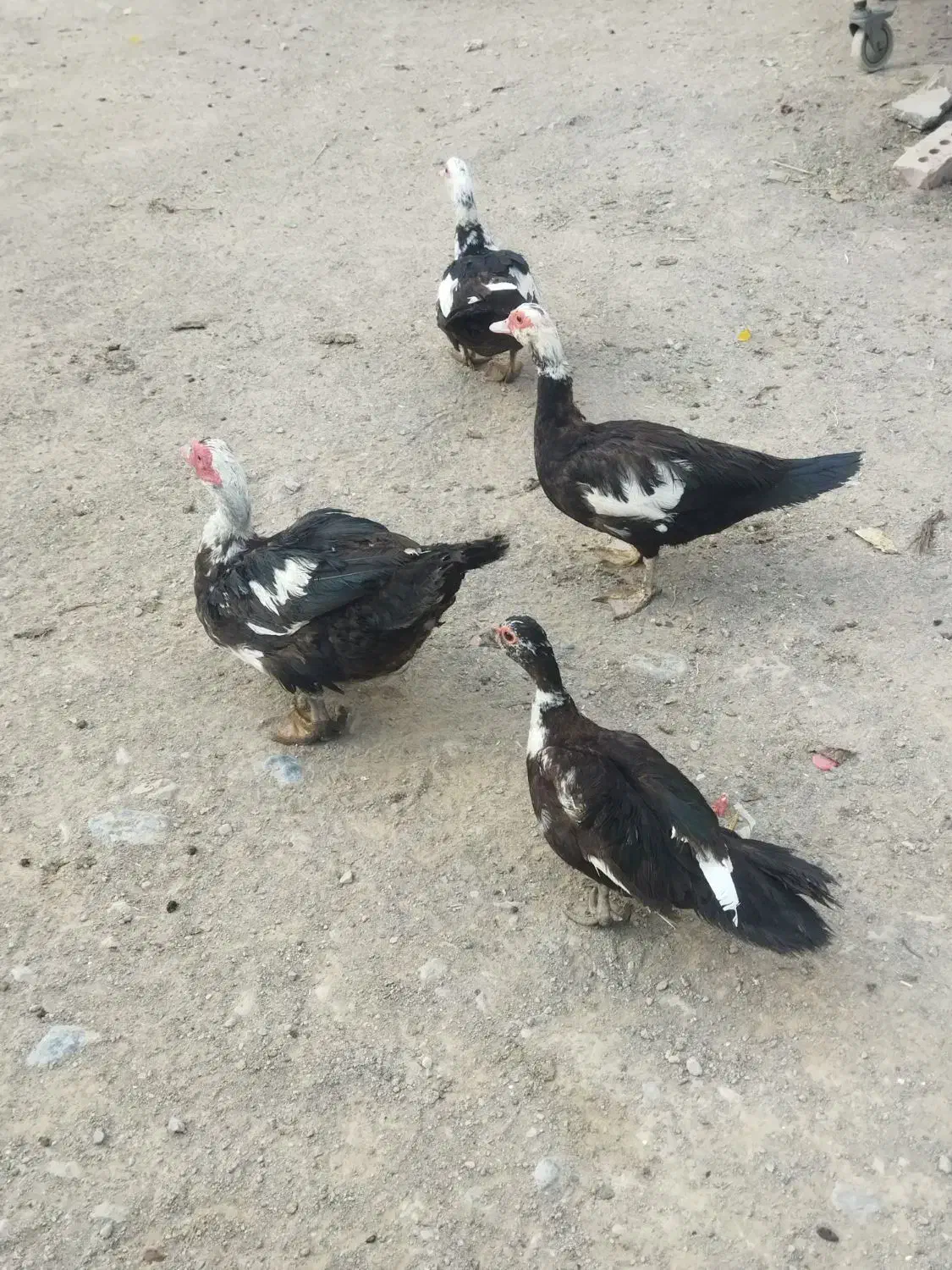 اردک مرغابی اسرییلی|حیوانات مزرعه|تربت جام, جامی|دیوار