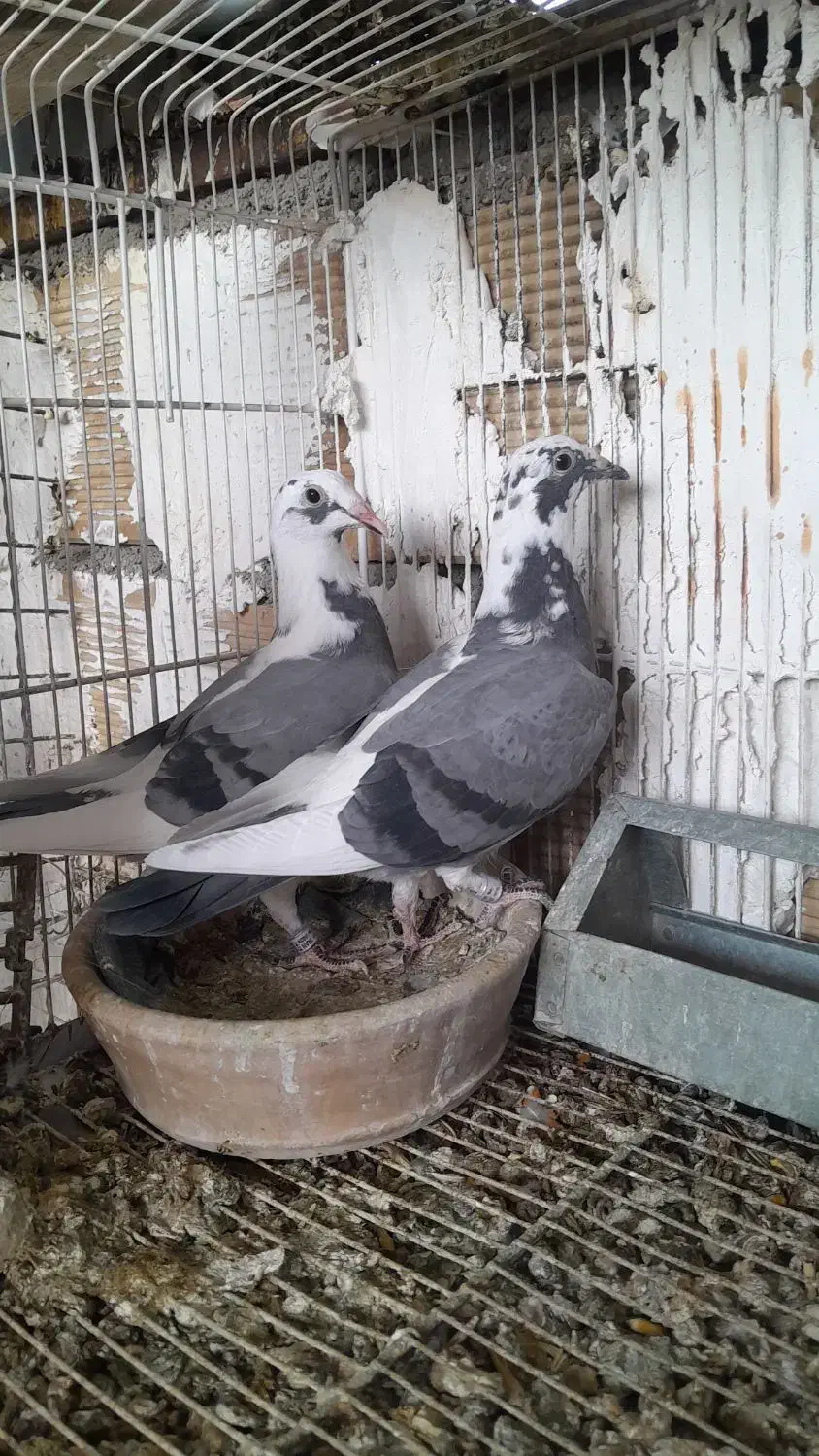 پلاکی|پرنده|بهبهان, |دیوار