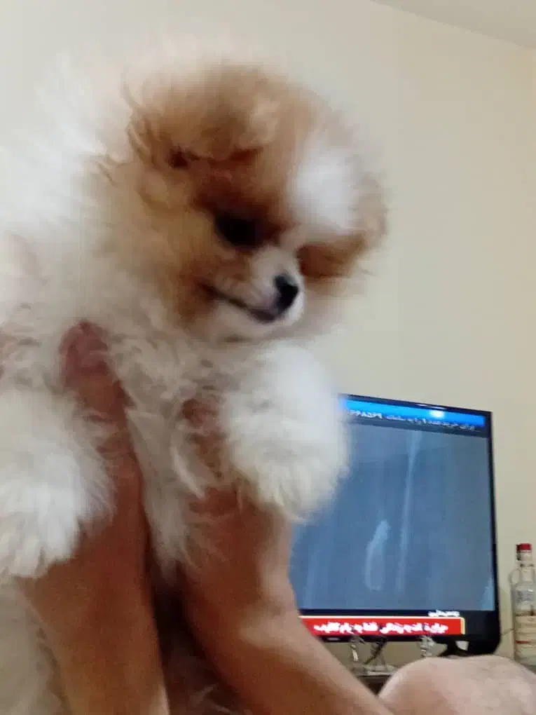 توله پامر خرسی اصیل|سگ|پردیس, فاز ۶|دیوار