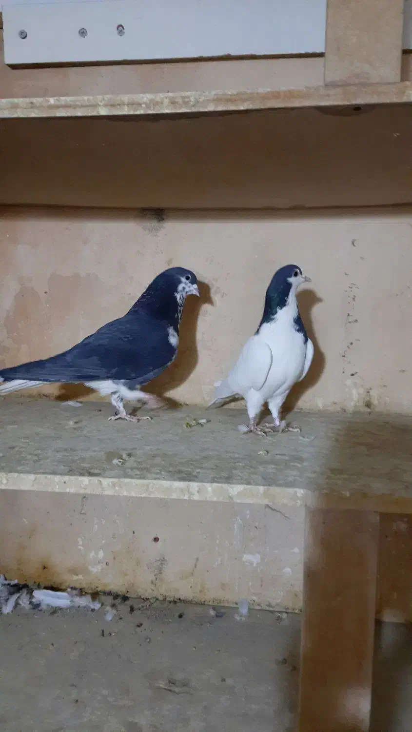 کبوتر جفتی|پرنده|سبزوار, امیر کبیر|دیوار