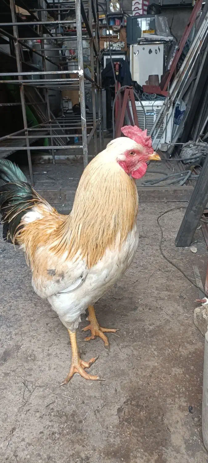 خروس محلی|حیوانات مزرعه|پاوه, |دیوار