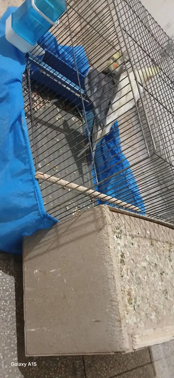 عروس هلندی با جوجه|پرنده|چمران, |دیوار