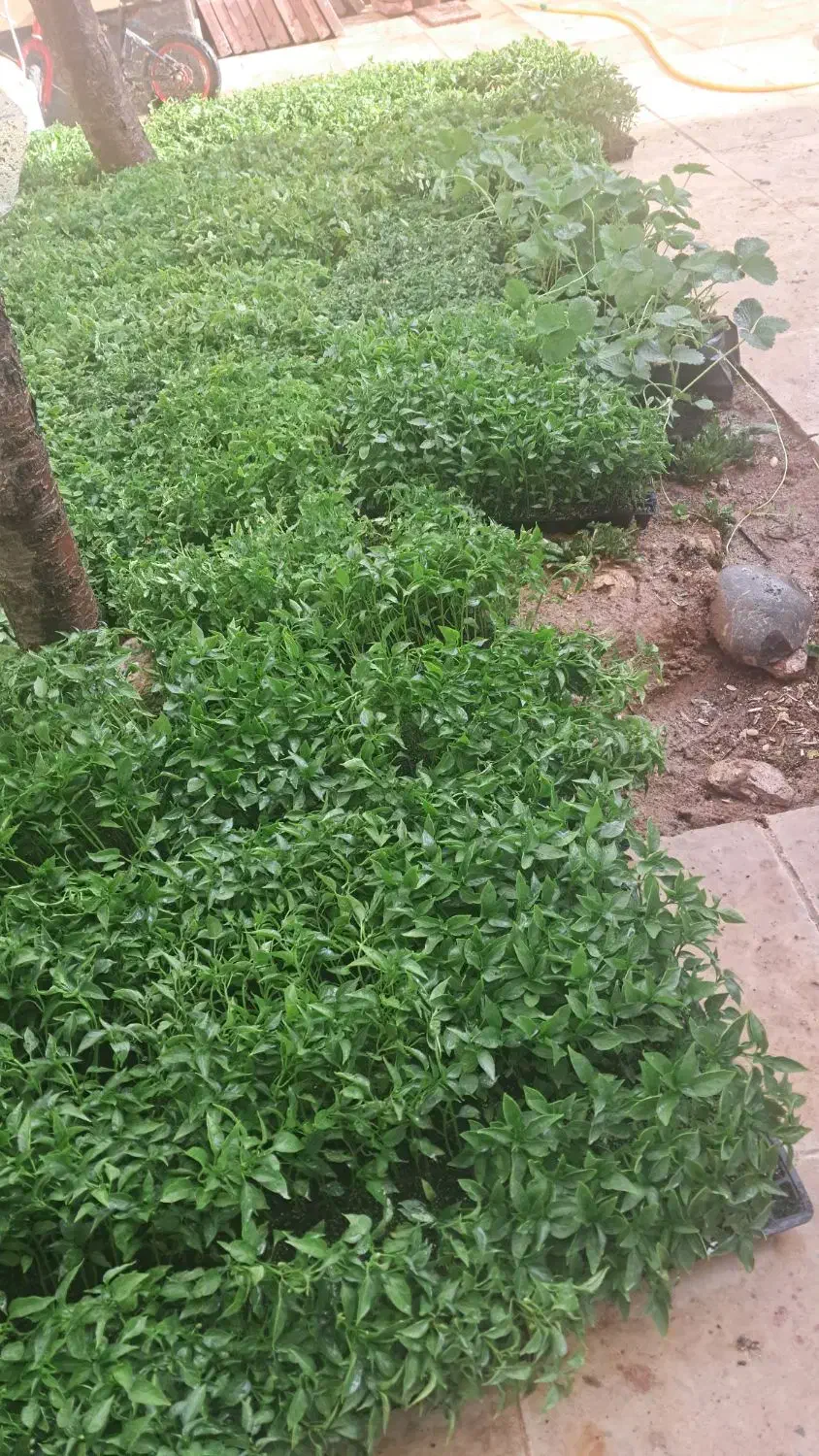 نشا|خدمات باغبانی و درختکاری|نورآباد, |دیوار