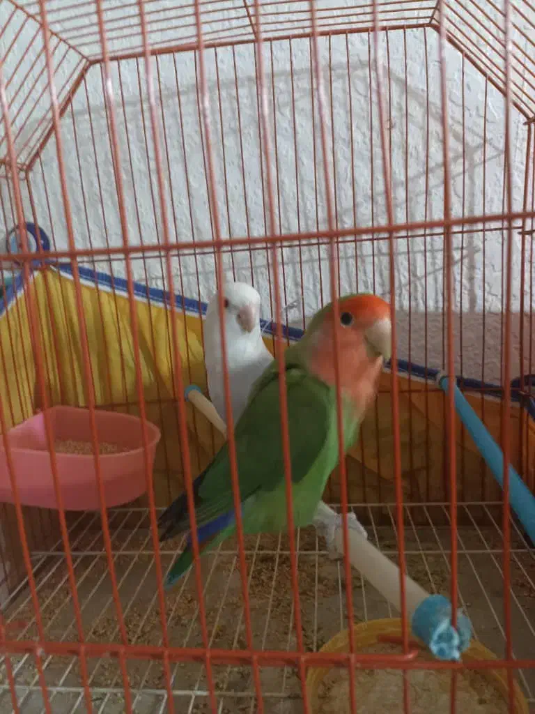 طوطی برزیلی جفت|پرنده|بندر کنگان, |دیوار