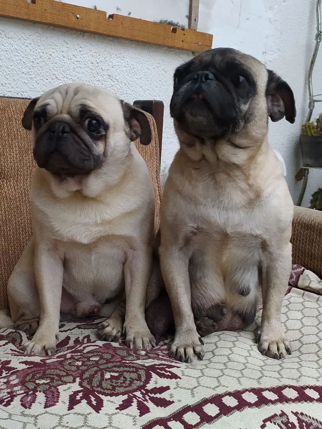 پاگ|سگ|بابل, |دیوار