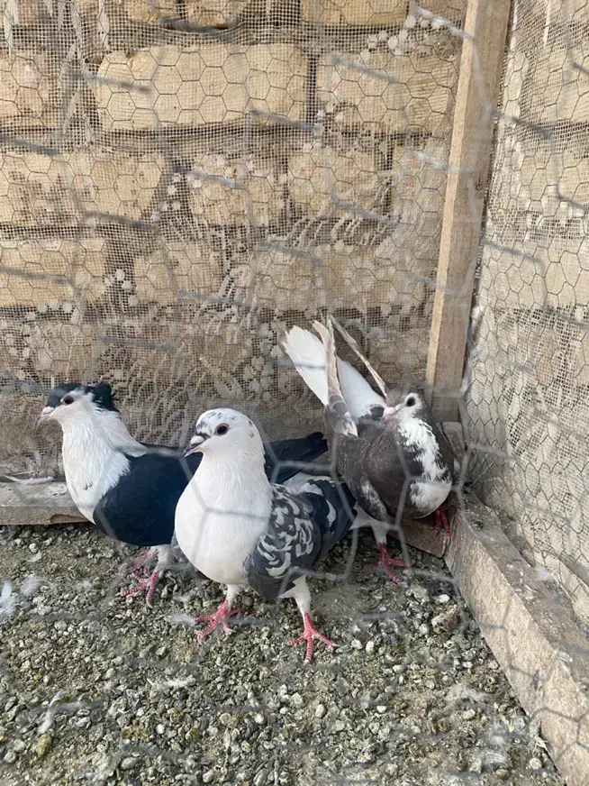 دمگیر دولا و دوبحر|پرنده|برخوار, |دیوار