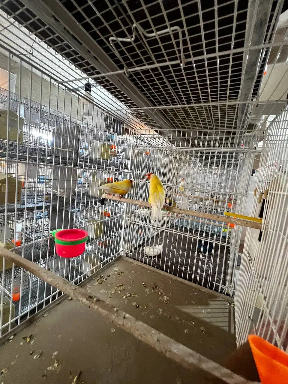 فنچ گلدین وکراواتی و جوجه گلدین و بنگالی|پرنده|مشهد, میان ولایت|دیوار