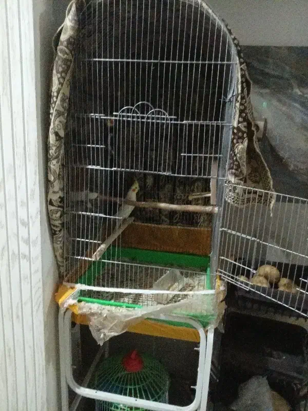 عروس هلندی|پرنده|چناران, |دیوار