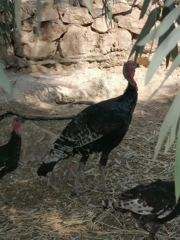 بوقلمون|حیوانات مزرعه|چرام, |دیوار