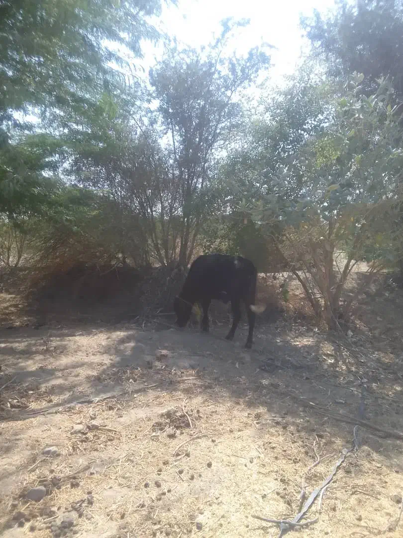 دوتا گاو آبستن 6ماهه جوان هشت بندی|حیوانات مزرعه|میناب, |دیوار