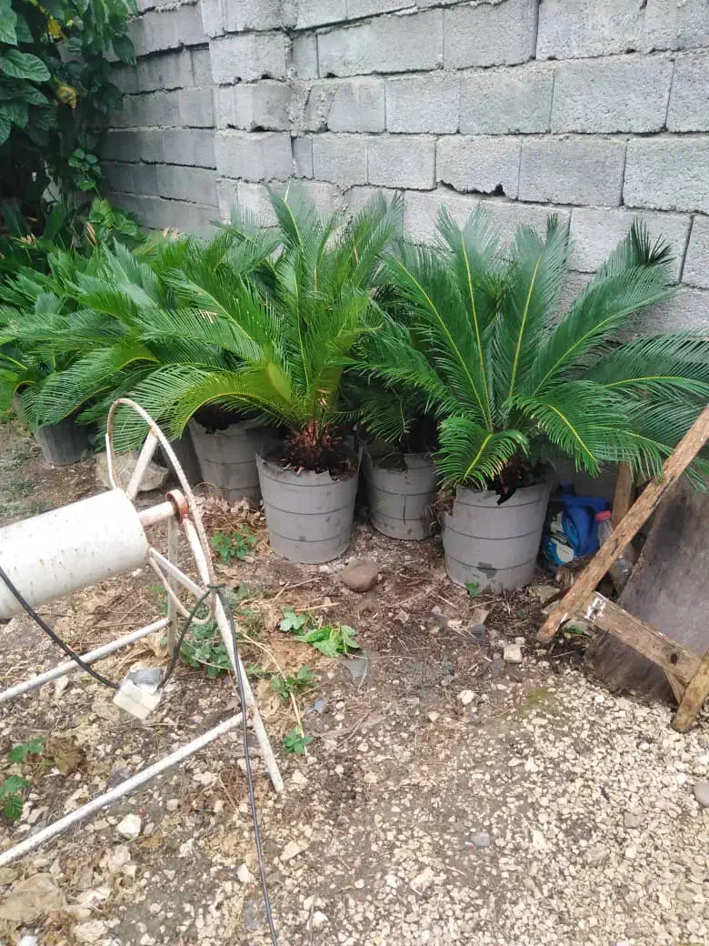 سیکاس گلدانی|گل و گیاه طبیعی|ساری, |دیوار