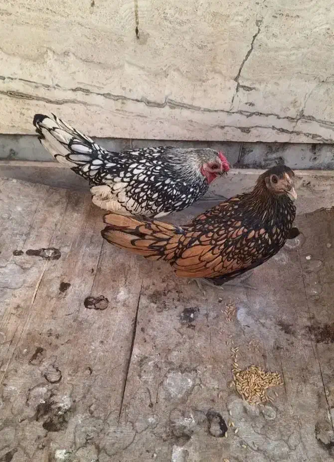 مرغ خروس مینیاتوری|حیوانات مزرعه|مشهد, ایثار|دیوار