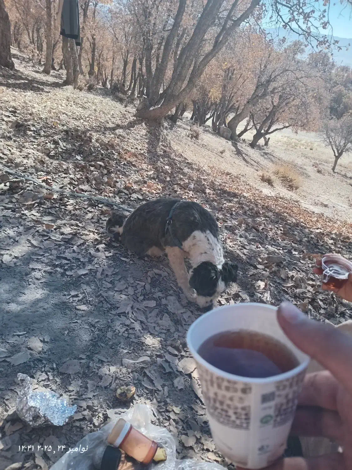 سگی پیدا شده|سگ|یاسوج, |دیوار