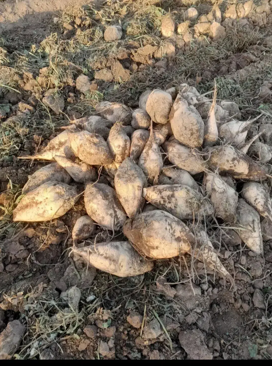 چغندر قند|عمدهفروشی|قره ضیاالدین, |دیوار