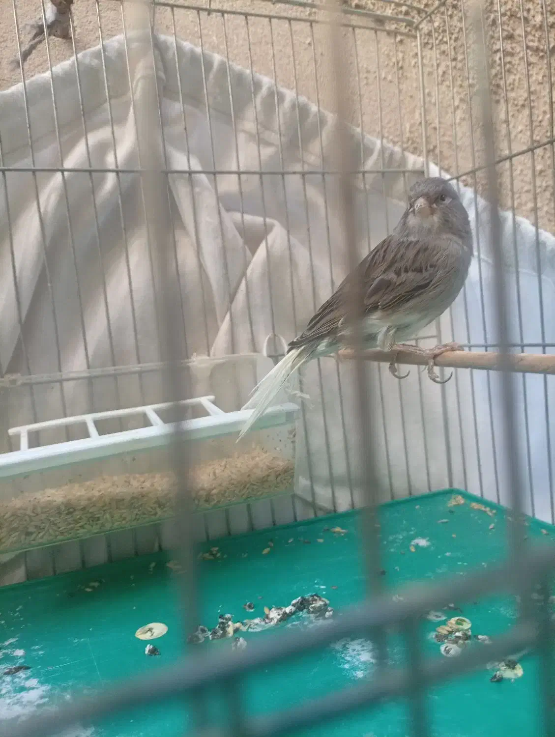 قناری نر برای امسال تازه|پرنده|تهران, سبلان (لشگر)|دیوار