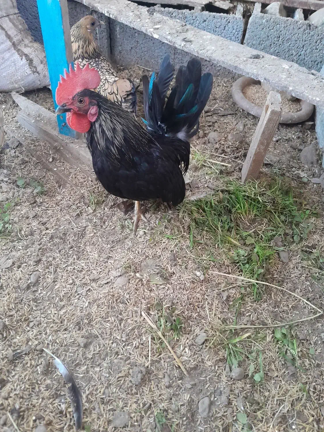 خروس جانپیز|حیوانات مزرعه|رشت, شهرک آیت الله منتظری|دیوار