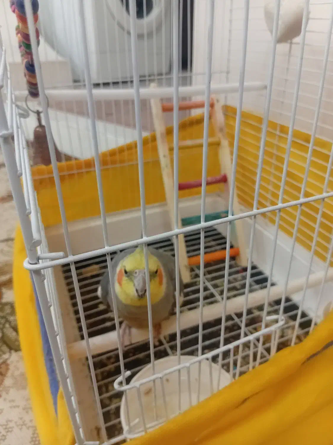 عروس هلندی|پرنده|بروجرد, |دیوار