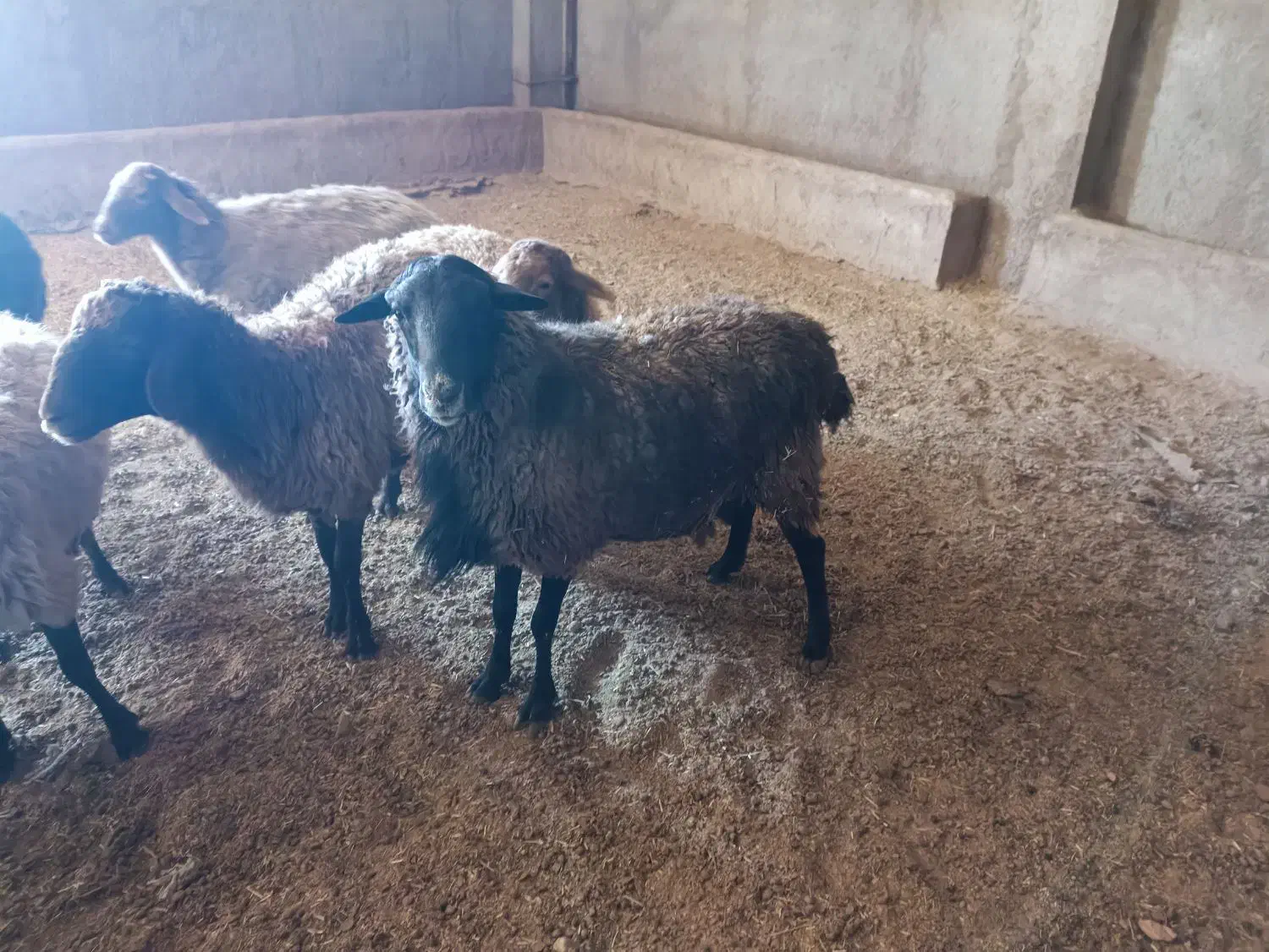 قوچ و بره قوچ رومانف ۱۰۰ درصد|حیوانات مزرعه|مهدی شهر, |دیوار