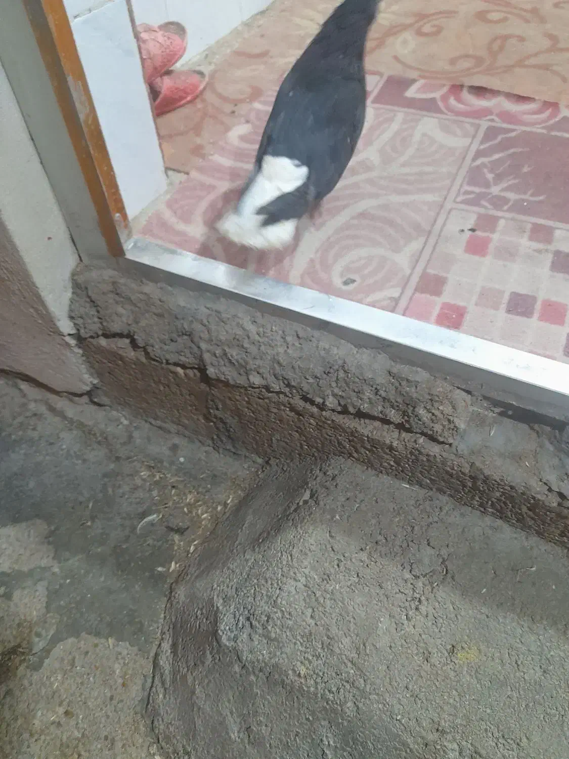 شهر جایزان|پرنده|بهبهان, |دیوار