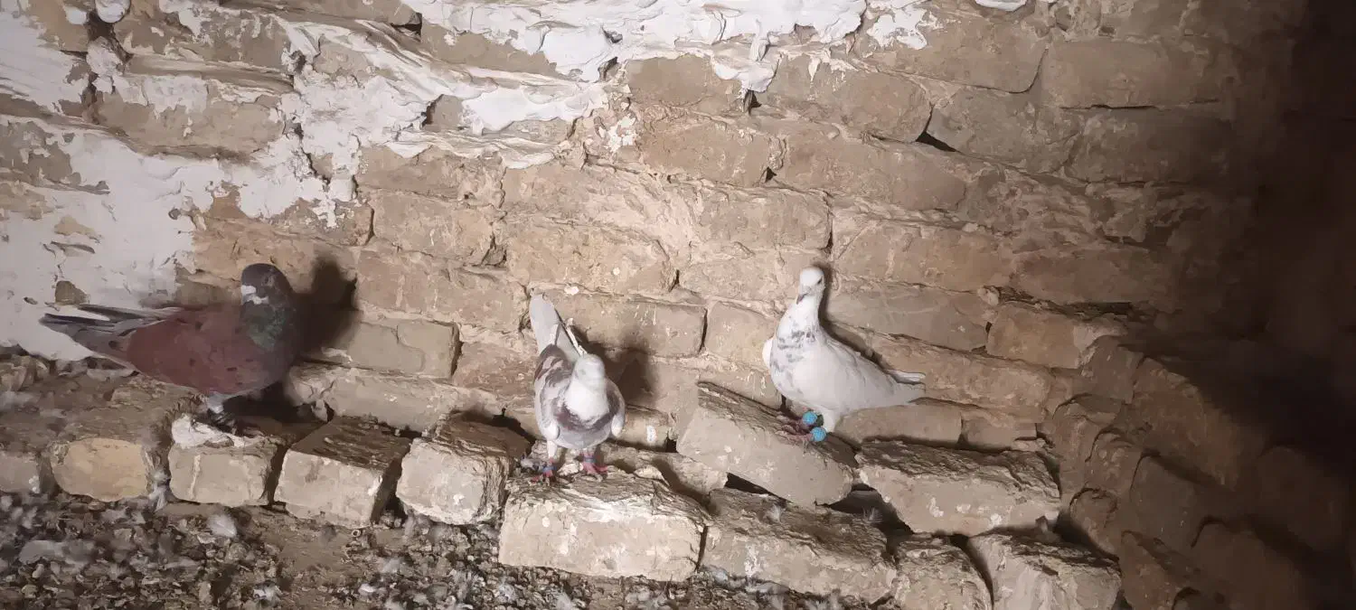 کفتر|پرنده|چناران, |دیوار