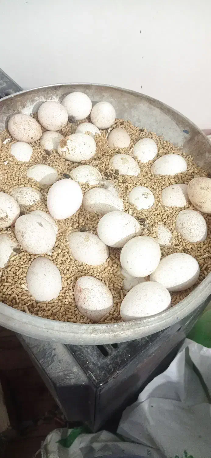 30عد تخم نطفه دار|حیوانات مزرعه|نجف‌آباد, جوزدان|دیوار