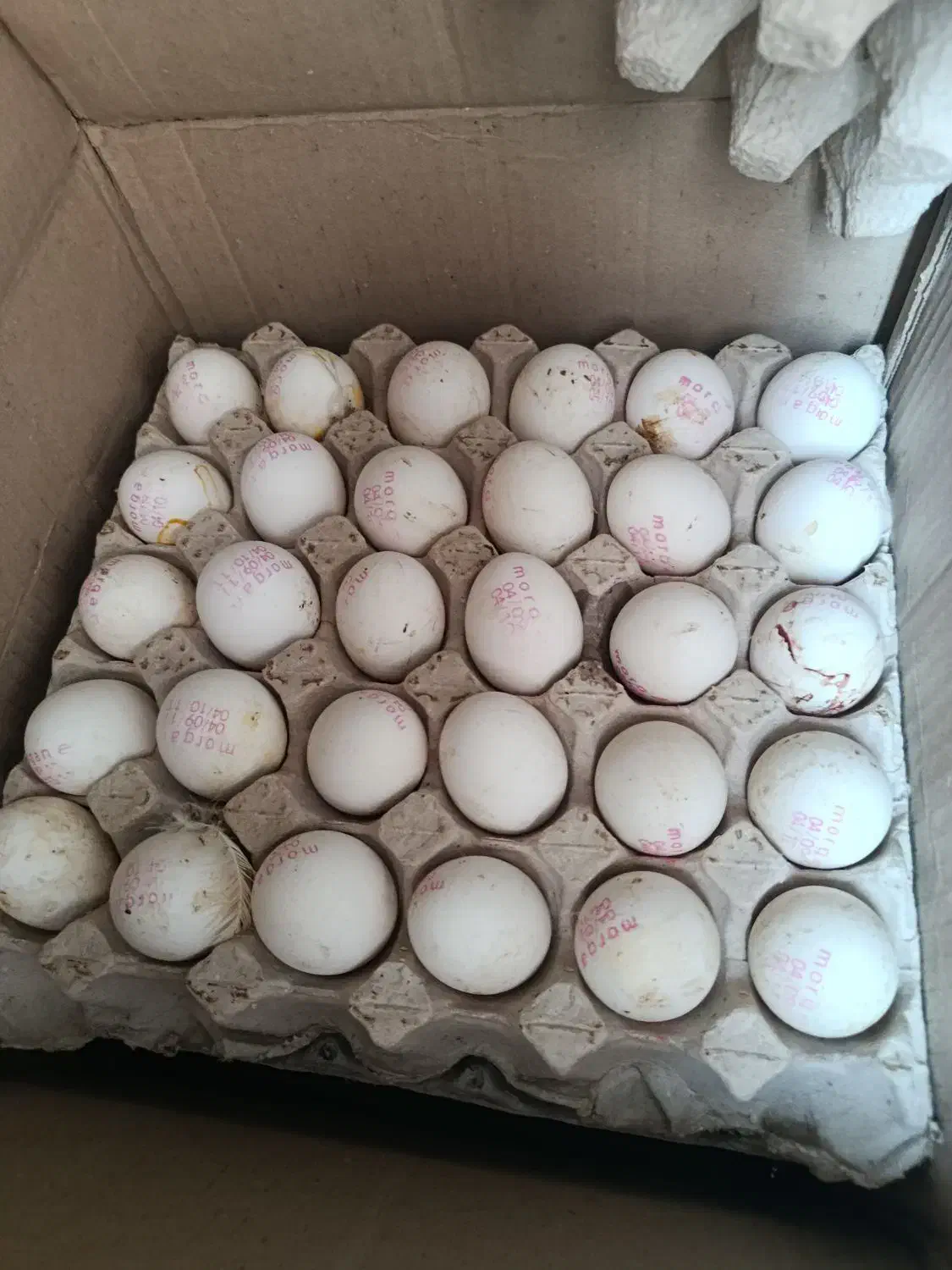 تخم مرغ وزن. 10 کیلو کودی|خوردنی و آشامیدنی|بهارستان, |دیوار