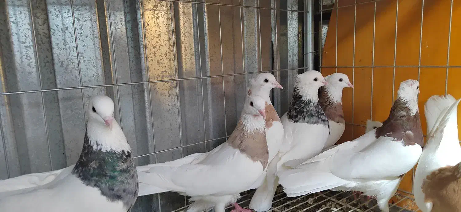 فروش تعدادی طوقی|پرنده|خوسف, |دیوار