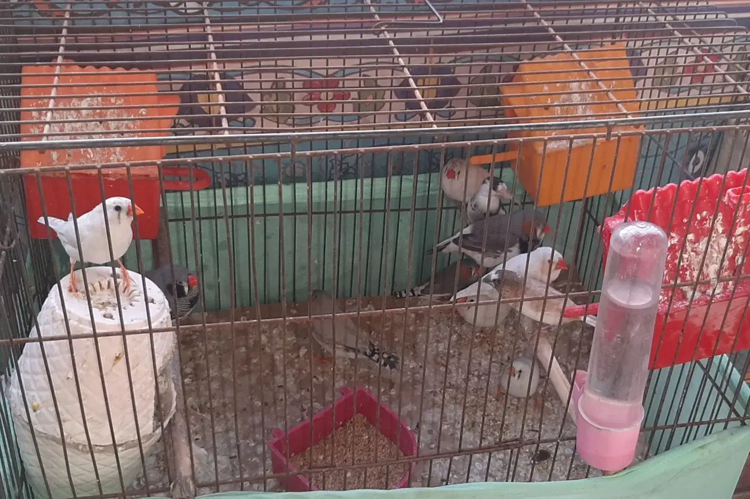 فروش پرنده|پرنده|ری, حمزه‌آباد|دیوار