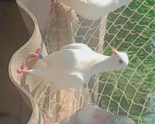 کبوتر|پرنده|سیمین شهر, |دیوار