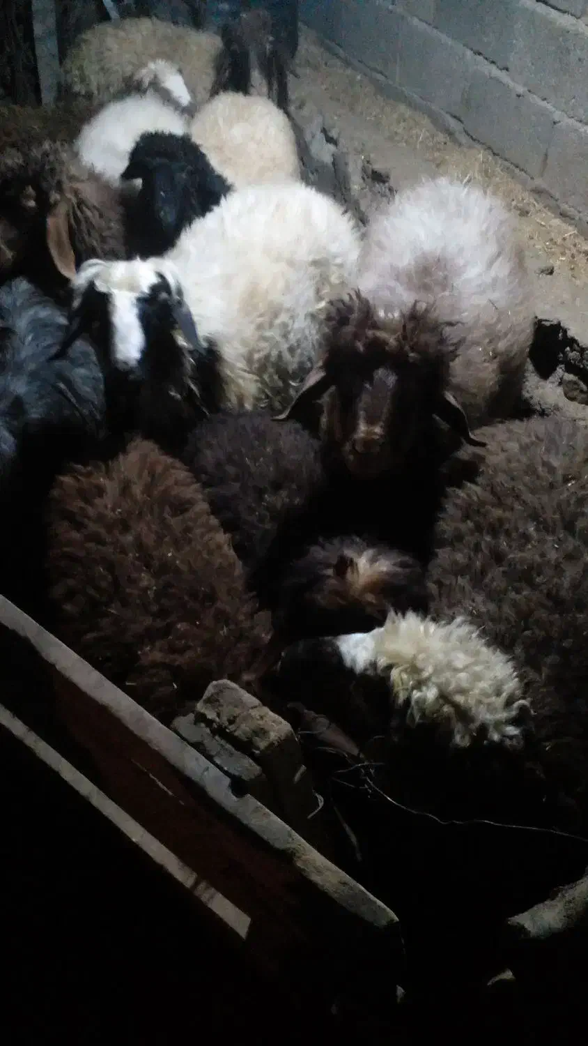 بره|حیوانات مزرعه|ایلام, |دیوار