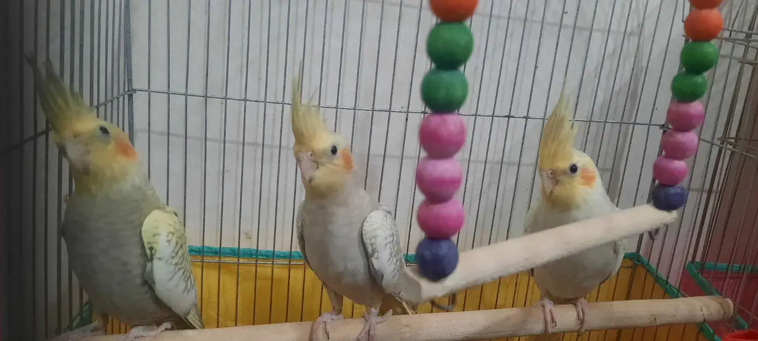 جوجه عروس هلندی|پرنده|قم, چهل درخت‎|دیوار