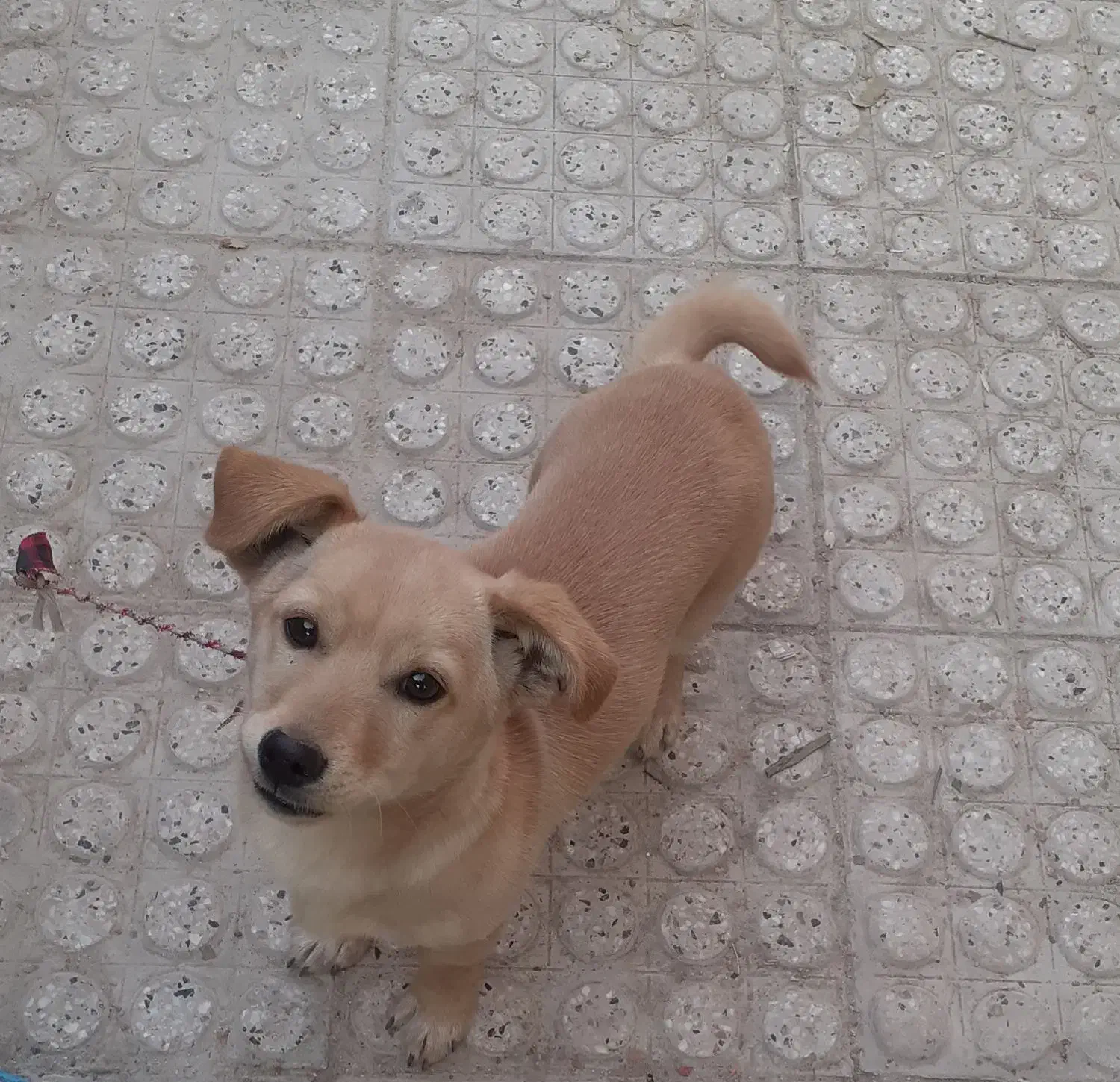 سگ پاکوتاه|سگ|آشخانه, |دیوار