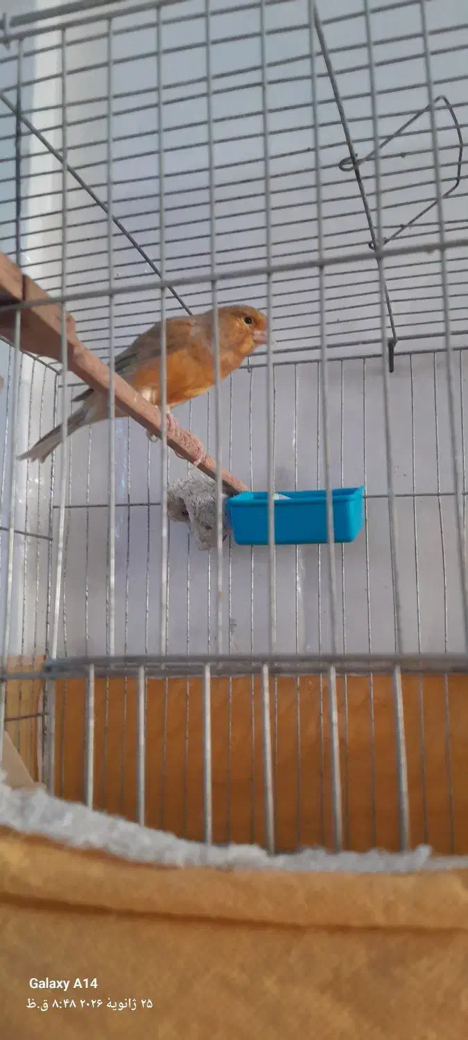 قناری نر|پرنده|رباط‌کریم, کیکاور|دیوار