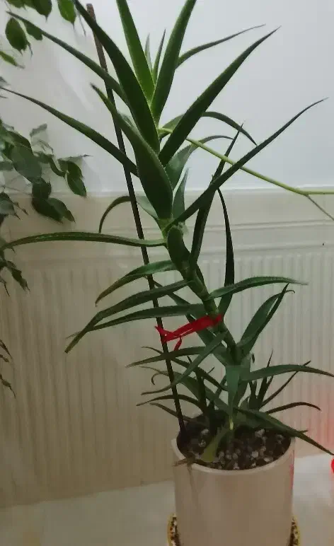 گل طبیعی|گل و گیاه طبیعی|شاهین دژ, |دیوار