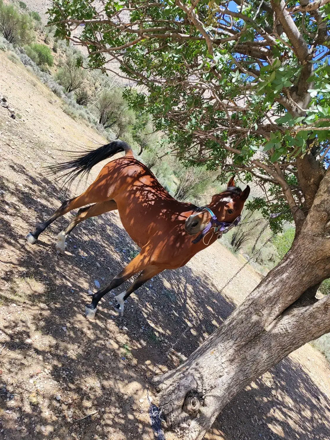 اسب مادیان|اسب و تجهیزات اسب‌سواری|فسا, |دیوار