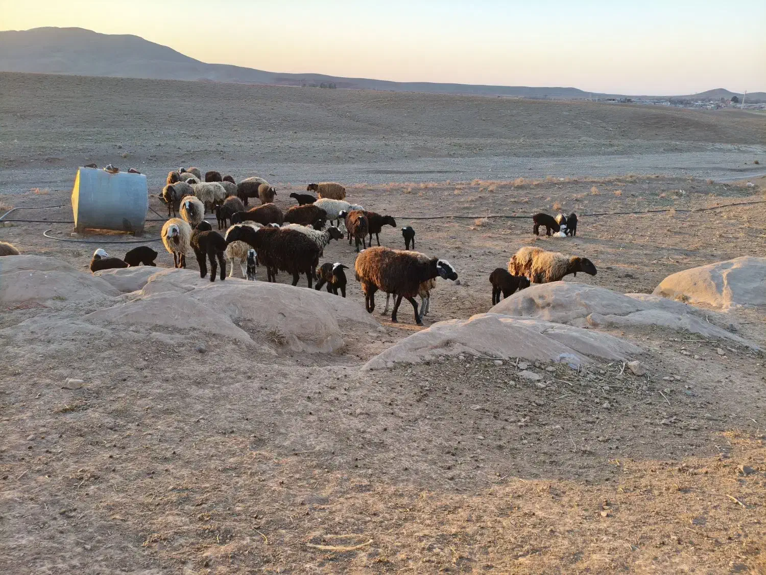 20تا میش|حیوانات مزرعه|بوئین زهرا, |دیوار