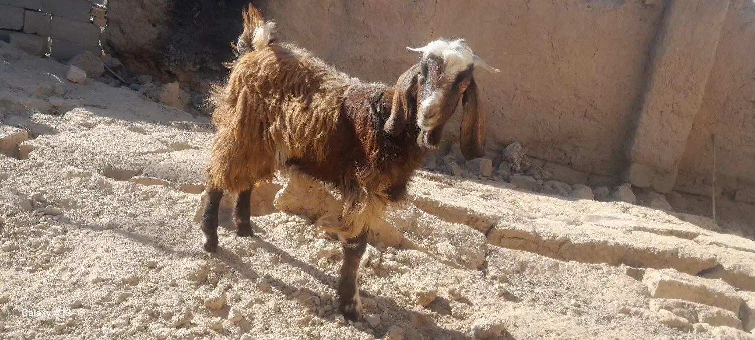 کهره نر|حیوانات مزرعه|زرین دشت (فارس), |دیوار